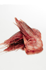 Wall Mural - mediterranean red shrimp