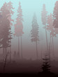Background of mist in coniferous forest.