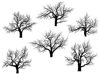 Wall Mural - Silhouettes of oak trees without leaves.