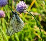 Butterfly and wild onion plant