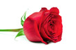Leinwanddruck Bild - Beautiful red rose