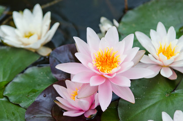 Canvas Print - water lily bacground