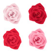 Set of four roses of various colors