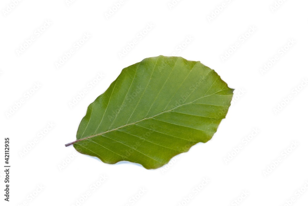 Blatt der Rotbuche, auch Rot-Buche (Fagus sylvatica), Buchenblatt,  Niedersachsen, Deutschland, Europa, freigestellt, Freisteller Stock Photo |  Adobe Stock