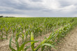 © Tim Glass - cornfield with stormy sky