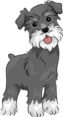 Poster - Miniature Schnauzer