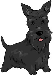 Poster - Scottish Terrier