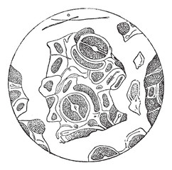 Wall Mural - leaf fragments as seen under a microscope, vintage engraving