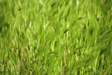 L herbe 1