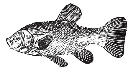 Poster - Tench or Tinca tinca vintage engraving