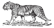 Tiger (Panthera Tigris), Vintage Engraving.
