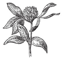 Red Clover Or Trifolium Pratense, Vintage Engraving.