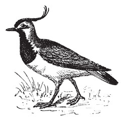 Wall Mural - Vanellinae or crested lapwing, vintage engraving.