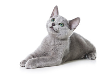 Russian blue kitten on white