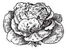 Lettuce (Lactuca Sativa), Vintage Engraving.