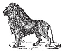 Lion Or Panthera Leo, Vintage Engraving