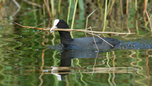 Common Coot Collecting Reed