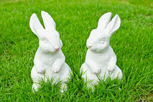 Couple Of White Rabbit In Garden