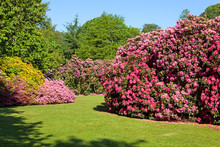Rhododendron And Azalea Bushes In Beautiful Summer Garden