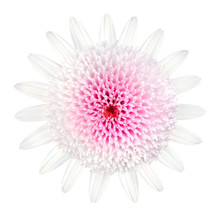 Pink Daisy Type Flower Isolated On White