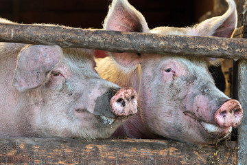 two large fully grown male pigs in a wooden stable