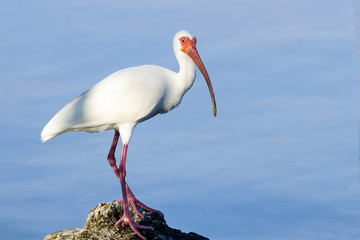 Wall Mural - american white ibis, eudocimus albus