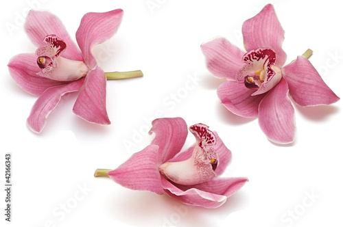 Fototapeta do kuchni Collection of orchid flower isolated on white