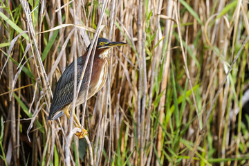 Wall Mural - green heron, butorides virescens