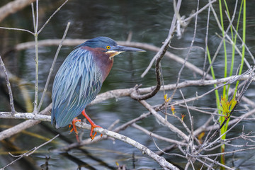 Wall Mural - green heron, butorides virescens
