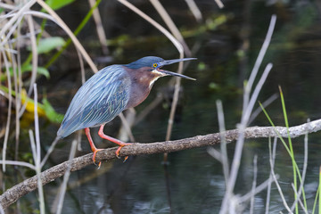 Wall Mural - green heron, butorides virescens