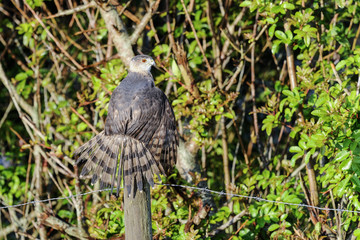 Wall Mural - coopers hawk, accipiter cooperii
