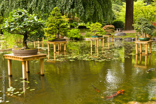 japonski-ogrod-z-drzewkami-bonsai-i-rybami-koi