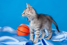 Yawning Kitten With A Ball