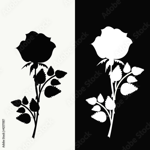 Naklejka dekoracyjna Two roses, black and white