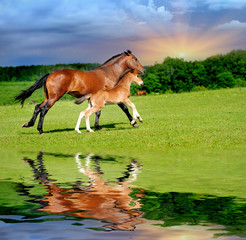 Wall Mural - horse