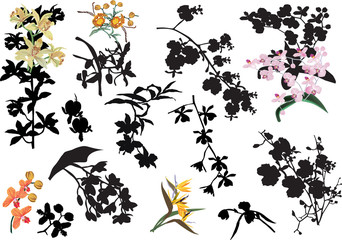 Sticker - collection of color and black orchid flowers