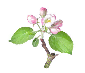 apple tree flower