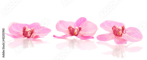 Naklejka - mata magnetyczna na lodówkę Beautiful orchid flowers isolated on white