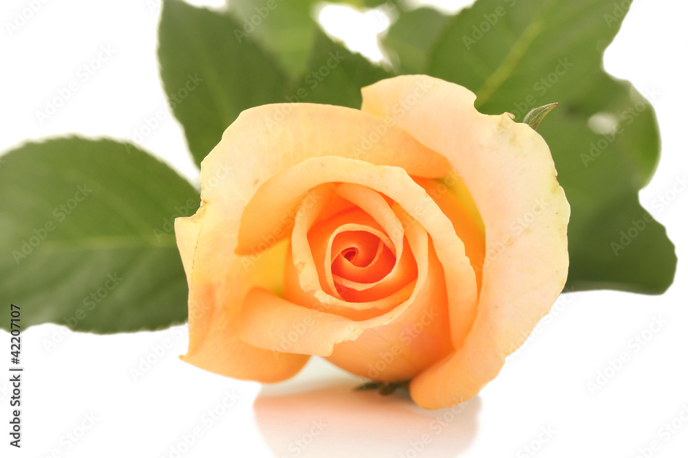 beautiful rose isolated on white