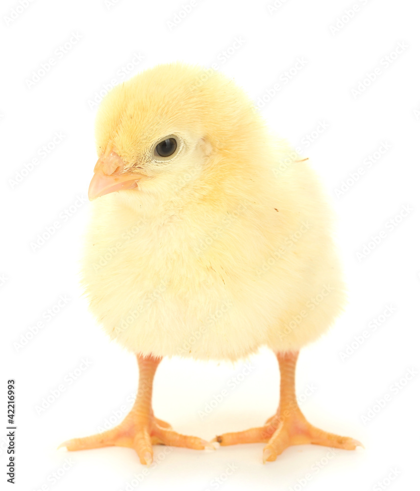 chicken isolated on the white