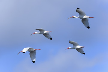 american white ibis, eudocimus albus