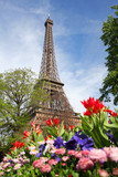 Fototapeta Paryż - Eiffel Tower with spring tulips in Paris,  France