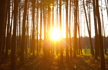 Canvas Print - sunset in forest