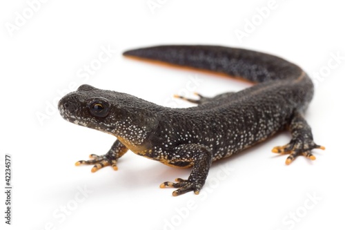 Cuadros en Lienzo Great Crested Newt with it's head lifted