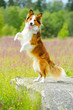Border collie dog rearing up on the flowers background
