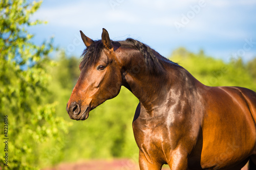 Obrazy konie  portret-konia-bay-latem