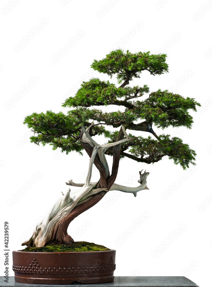 Alter Igel-Wacholder als Bonsai-Baum Stock Photo | Adobe Stock