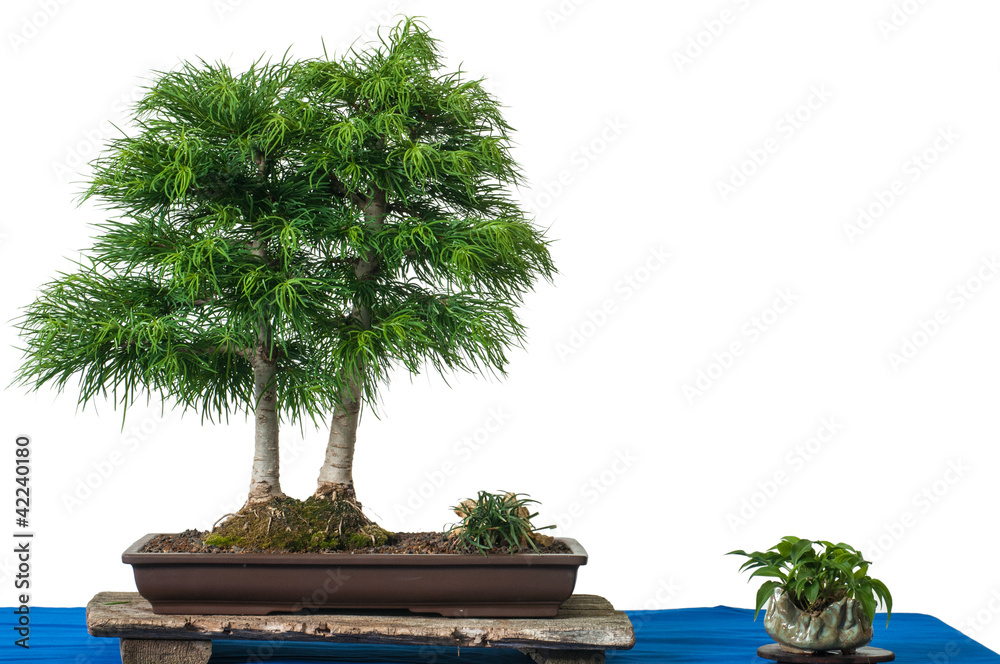Chinesische Goldlrche (Pseudolarix) als Bonsai-Baum Stock Photo | Adobe  Stock