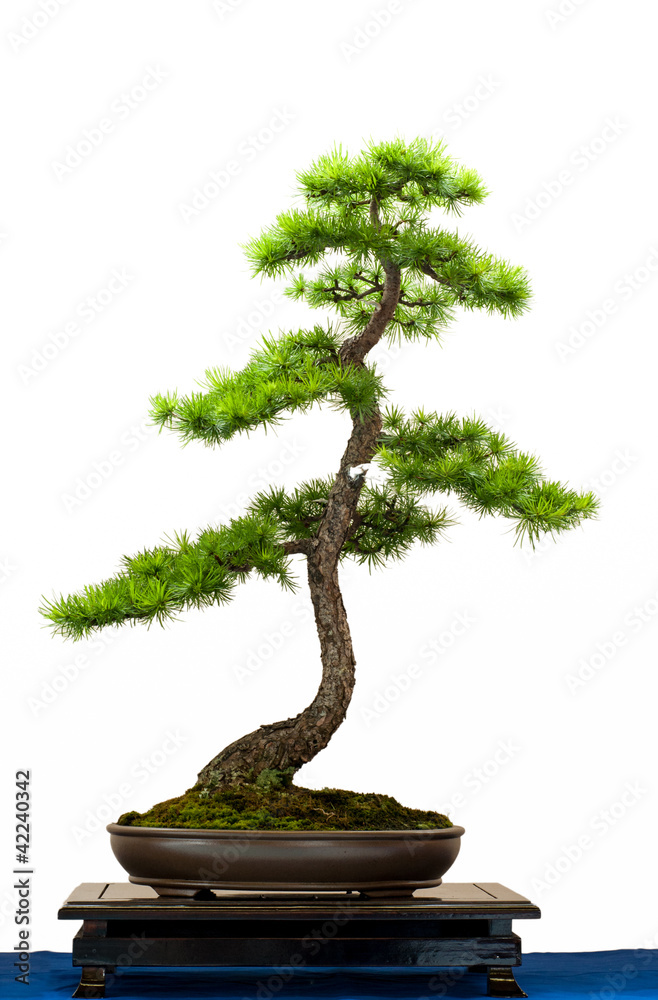 Stock-Foto Nadelbaum Lrche als Bonsai | Adobe Stock