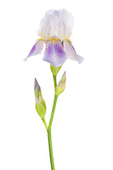 Fotomurales - Purple iris with buds